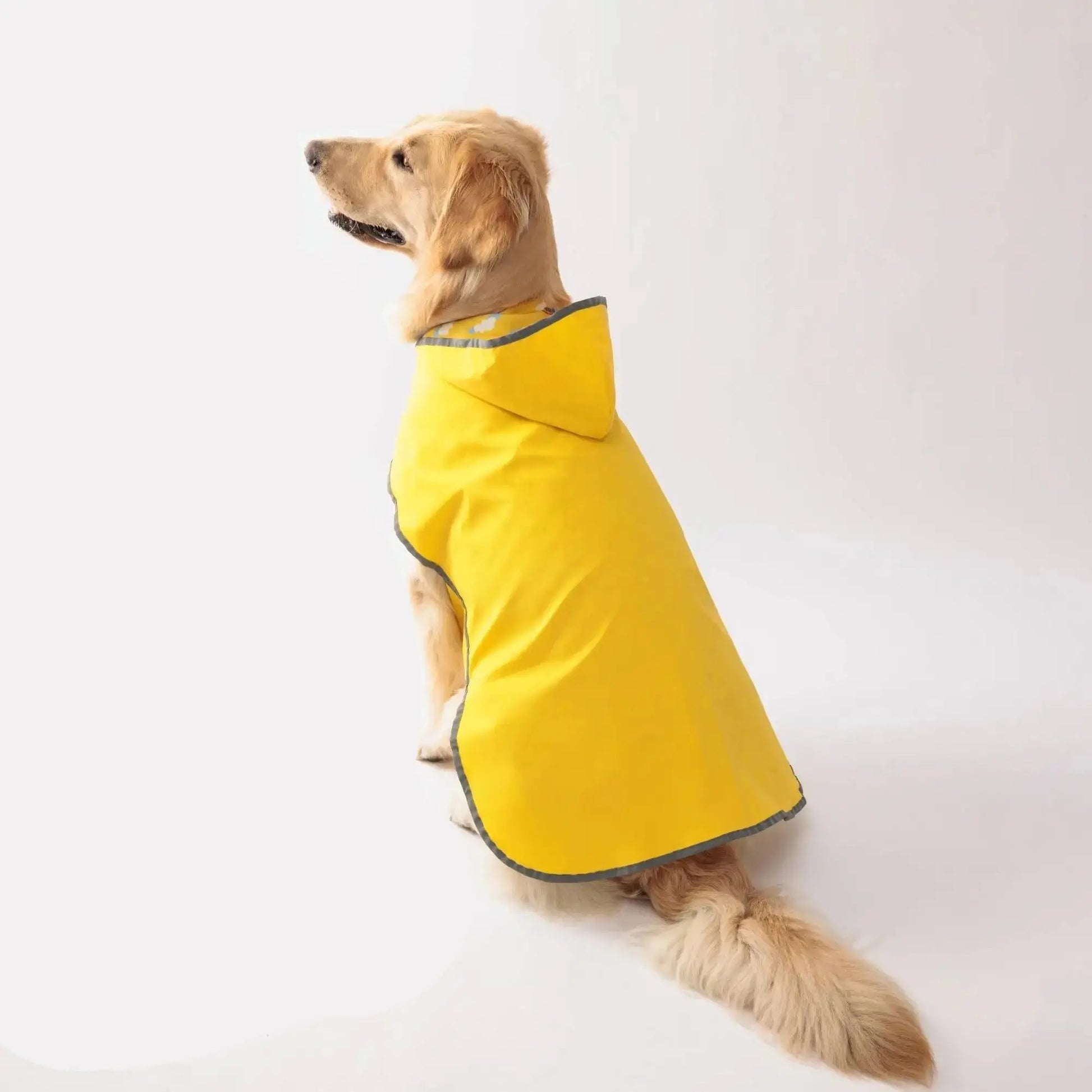 Waterproof-Dog-Coat-All-Wheather-Dressing-a-sitting-dog-Yellow-color-Yelopi